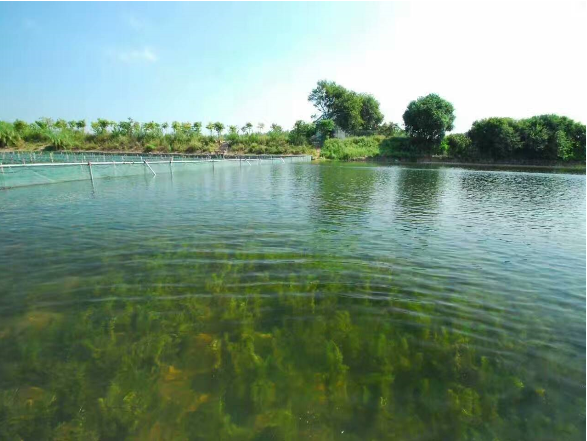 【生态景观水防治一体化案例】莲花水乡生态景观水改善工程